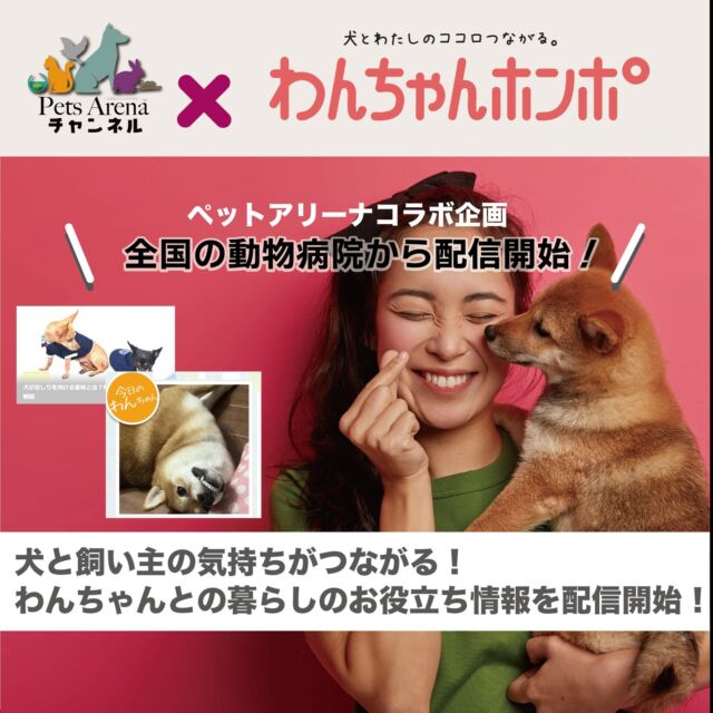 コラボ企画第3弾！のお知らせ♪

ペットアリーナが選ぶ全国トップクラスの動物病院から配信しているチャンネルの中で人気のコラムチャンネルに
🐶わんこと飼い主の気持ちがつながる。
わんちゃんとの暮らしをサポートする犬の専門情報サイトで有名な【わんちゃんホンポ】のわんこたちに関するお役立ち情報が配信開始♪🐶

アーカイブは【わんちゃんホンポ】の公式サイトで！
https://wanchan.jp/

きっと動物病院の待合室でみれるかも！

＃わんちゃんホンポ 
#ペット #ペットフード #ペットホテル #ペットショップ #ペットサロン #ペットと泊まれる宿 #ペットショップに行く前に #犬好き #犬スタグラム #犬と泊まれる宿 #犬のいる暮らし #犬服ハンドメイド #犬と猫のいる暮らし #犬好きな人と繋がりたい #猫 #猫好き #猫写真 #猫と暮らす #猫スタグラム #猫のいる暮らし #猫好きさんと繋がりたい #猫好きさんとつながりたい #動物 #動物病院 #動物愛護 #動物写真 #動物好きな人と繋がりたい
