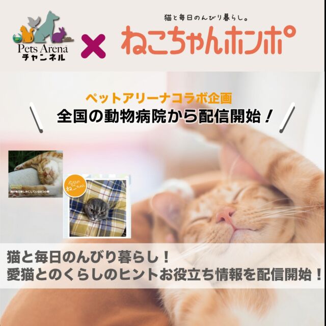 コラボ企画第3弾！のお知らせ♪

ペットアリーナが選ぶ全国トップクラスの動物病院から配信しているチャンネルの中で人気のコラムチャンネルに
😺猫と毎日のんびり暮らし。
愛猫との生活をサポートする猫の情報サイトで有名な【ねこちゃんホンポ】の猫に関するお役立ち情報が配信開始♪😺

アーカイブは【ねこちゃんホンポ】の公式サイトで！
https://nekochan.jp/

きっと動物病院の待合室でみれるかも！

＃ねこちゃんホンポ 
#ペット #ペットフード #ペットホテル #ペットショップ #ペットサロン #ペットと泊まれる宿 #ペットショップに行く前に #犬好き #犬スタグラム #犬と泊まれる宿 #犬のいる暮らし #犬服ハンドメイド #犬と猫のいる暮らし #犬好きな人と繋がりたい #猫 #猫好き #猫写真 #猫と暮らす #猫スタグラム #猫のいる暮らし #猫好きさんと繋がりたい #猫好きさんとつながりたい #動物 #動物病院 #動物愛護 #動物写真 #動物好きな人と繋がりたい